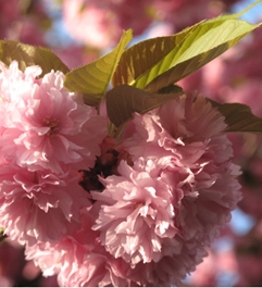 borstkanker_kempen_bloem
