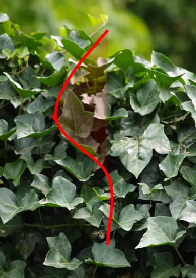 lotgenotengroep Hedera