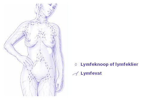Lymfensysteem lymfenstelsel