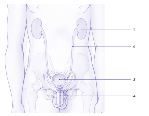 Medische tekening urinewegen